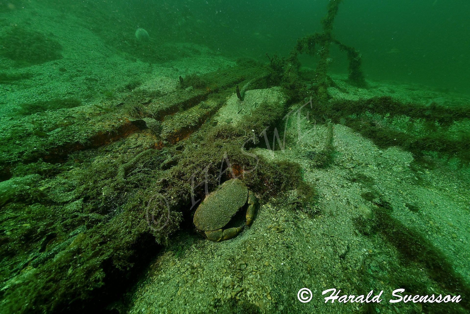 Harald Svensson HASWE Underwater Picture