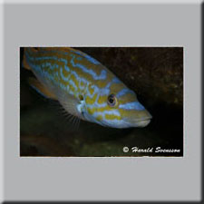 Harald Svensson HASWE Underwater Picture