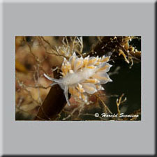 Harald Svensson HASWE Underwater Picture