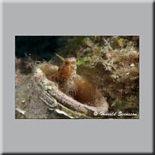 Harald Svensson HASWE Underwater Picture