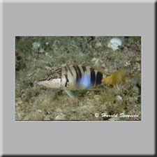 Harald Svensson HASWE Underwater Picture