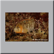 Harald Svensson HASWE Underwater Picture