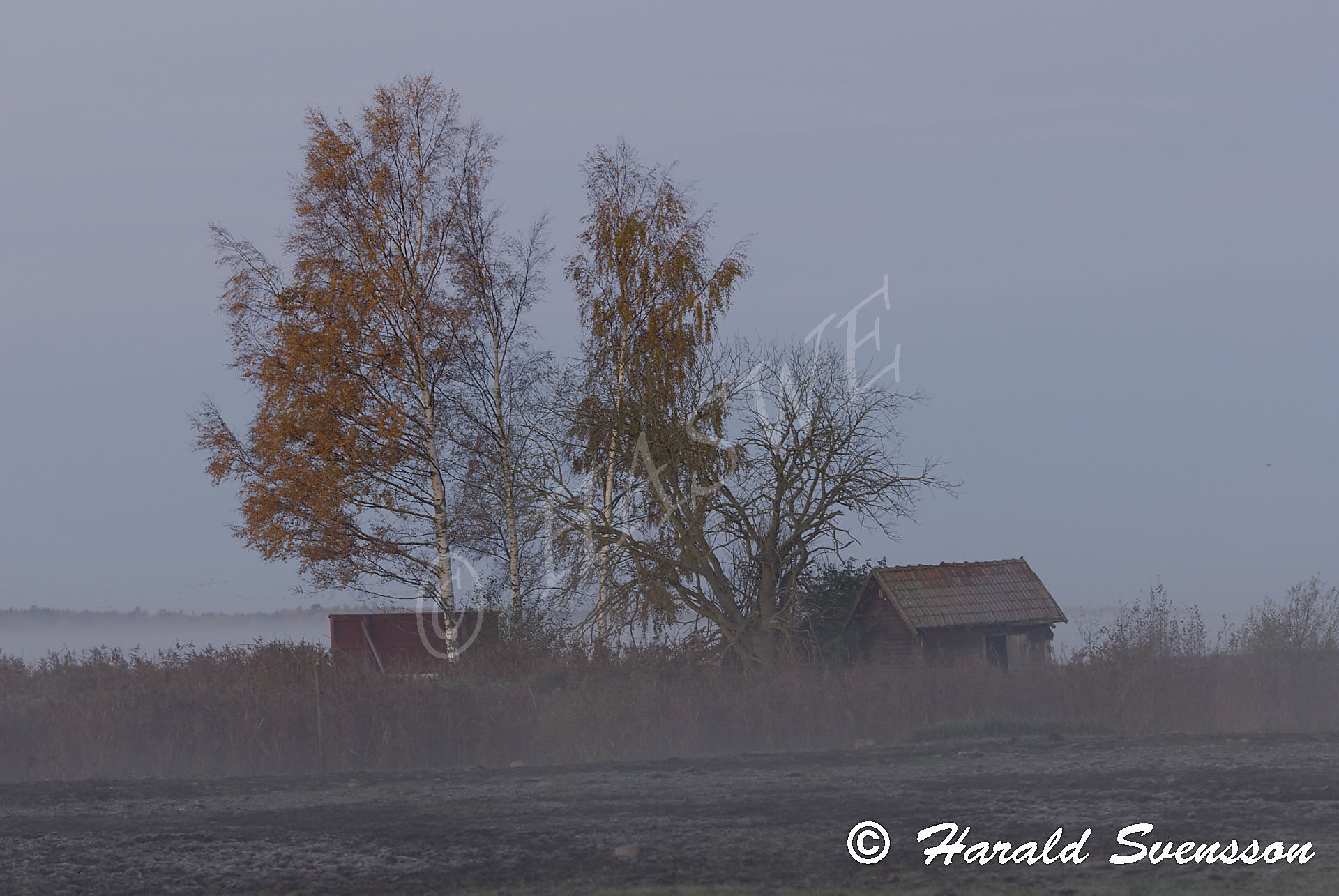 Harald Svensson HASWE Scenic Picture