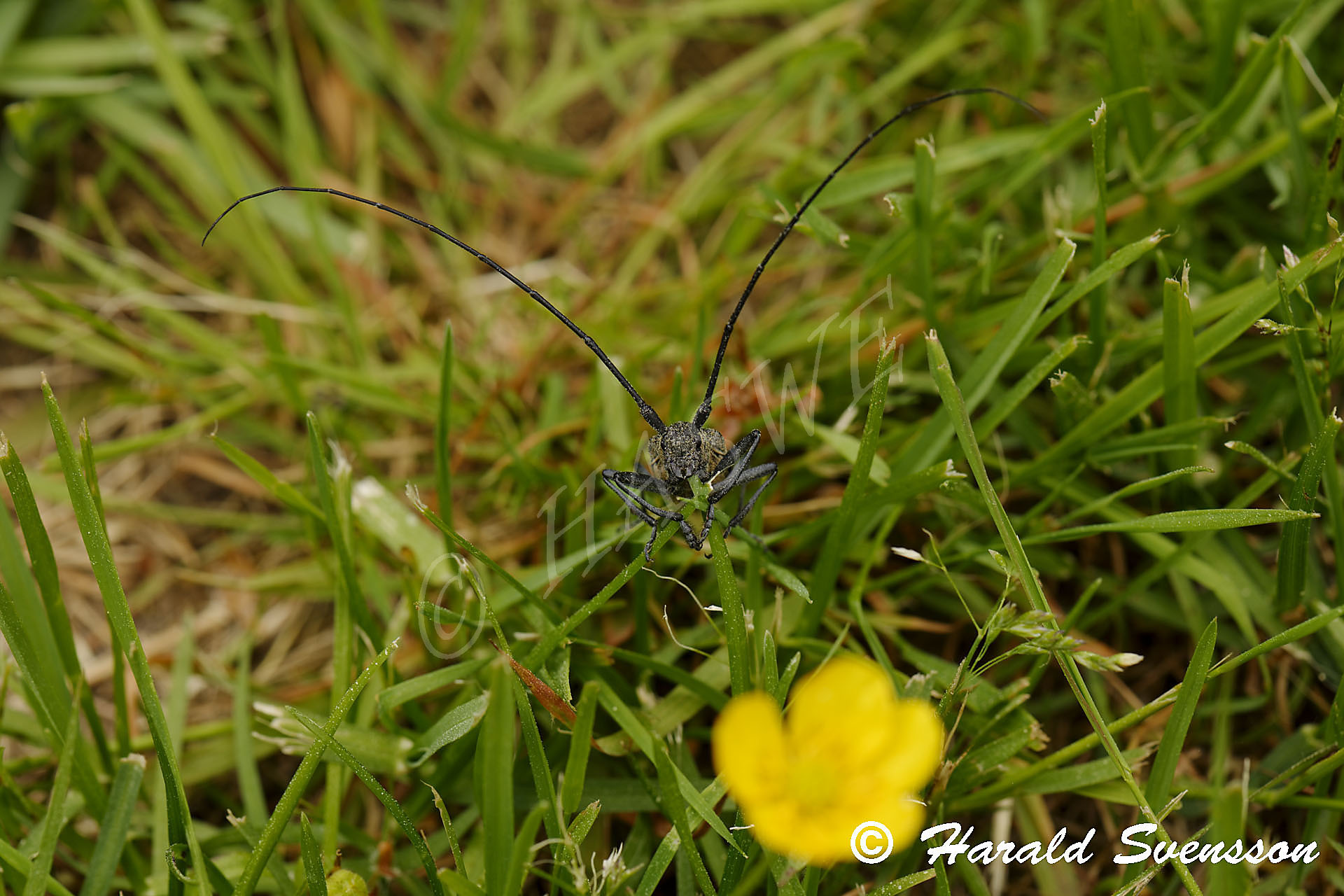 Harald Svensson HASWE Wildlife Picture