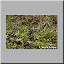 Harald Svensson HASWE Wildlife Picture