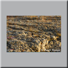 Harald Svensson HASWE Wildlife Picture