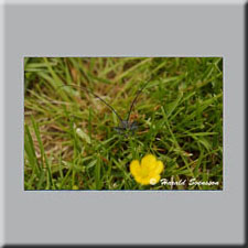 Harald Svensson HASWE Wildlife Picture