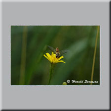 Harald Svensson HASWE Wildlife Picture