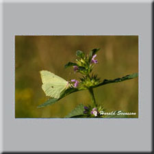 Harald Svensson HASWE Wildlife Picture